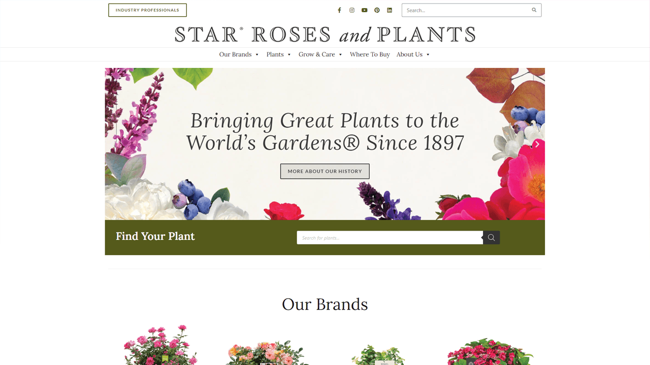 Star Roses & Plants